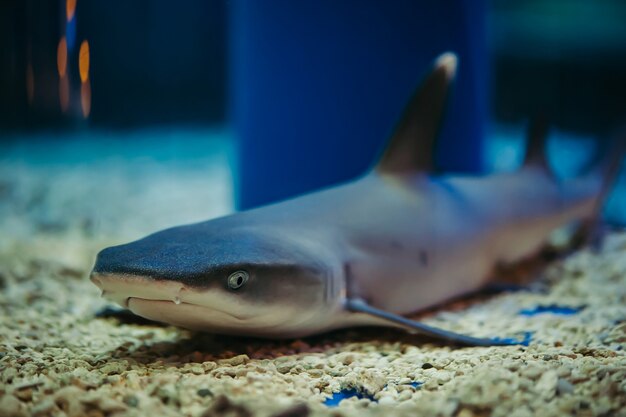 The shark lies on a stony bottom. Triaenodon Obesus.
