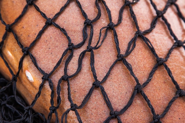 Shark in the net closeup