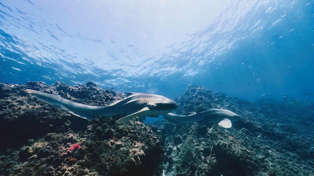 Photo a shark and a shark swimming in the ocean