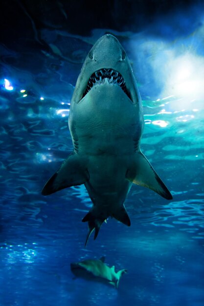 Photo shark silhouette underwater