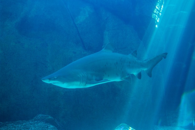 水族館でサメ泳いで