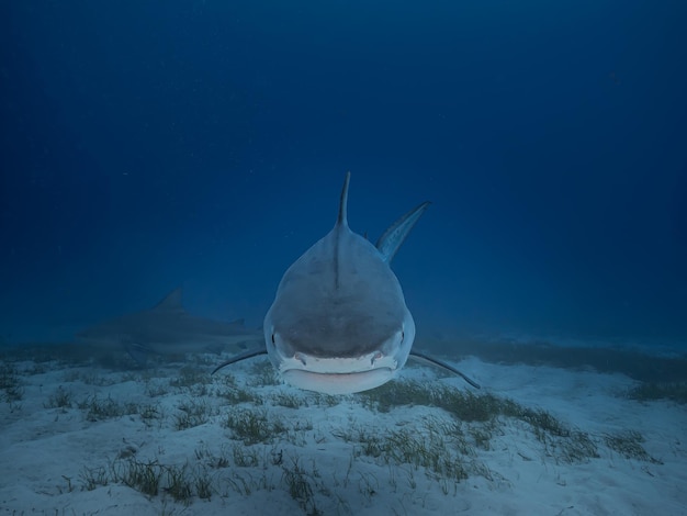 A shark swimming under the ocean floor