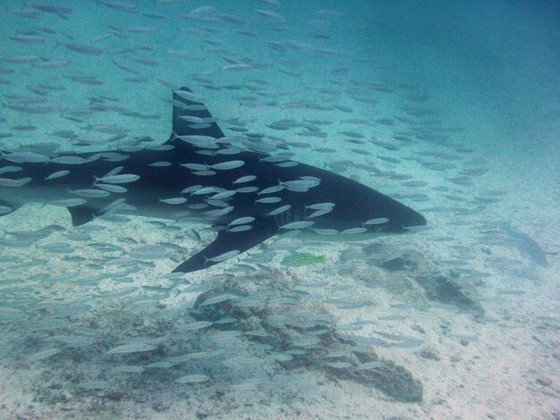 Foto lo squalo che nuota in mare