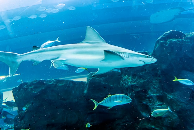 サメは魚の間で大きな水槽で泳ぐ