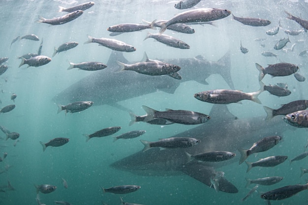 写真 海で泳ぐサメ