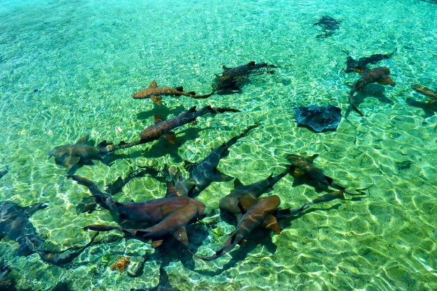 Photo sharks in water