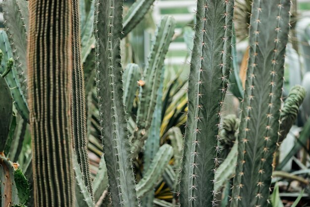 sharp green exotic cacti botanical