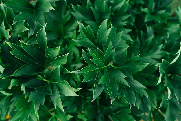 濃い緑色の茂みの葉の鋭い鋭い先端 トップビュー 植物の質感