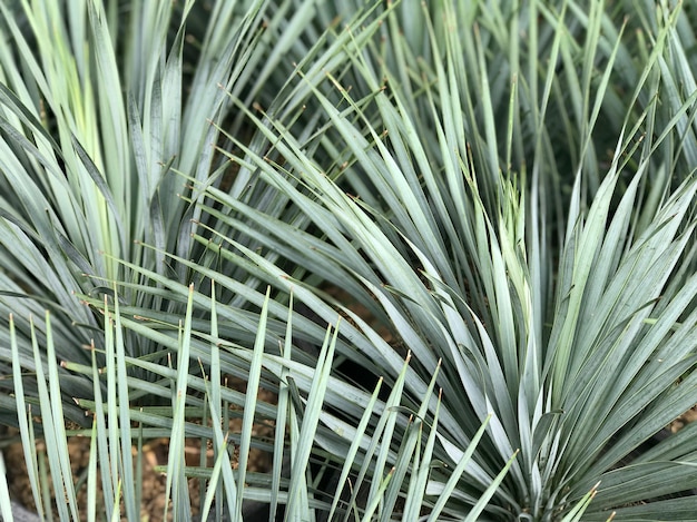 The sharp leaves of a palm tree