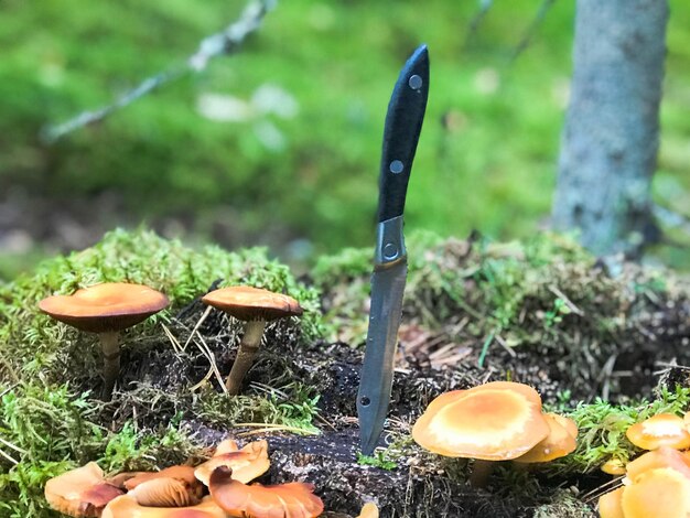 A sharp metal knife is stuck in a stump overgrown with green moss with delicious edible mushrooms