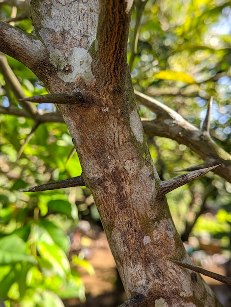 라임 나무 줄기의 날카로운 스파이크