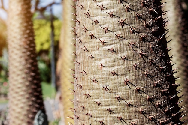 The sharp spikes of trees.