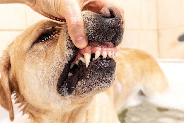 Sharp teeth of a dog The powerful teeth of Labrador Sharp fangs