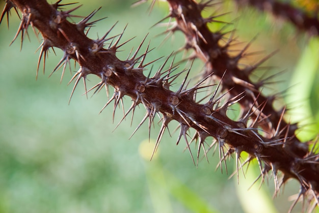 Photo sharp thorns with blurred background