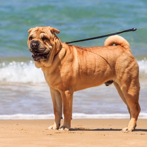 Foto sharpay per una passeggiata al mare