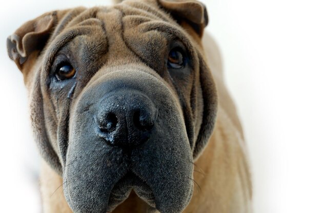 Photo sharpei portrait