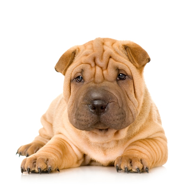 Sharpei puppy portrait isolated