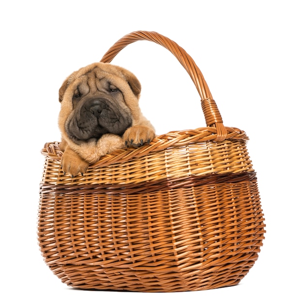 Sharpei puppy in a wicker basket isolated on white