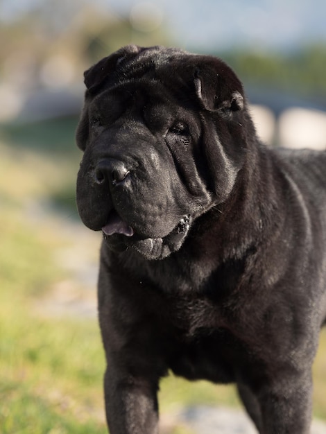 Sharpei purebred dog black color