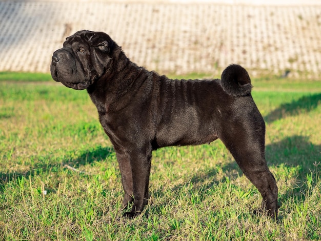 Sharpei rasechte hond zwarte kleur staand