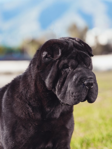 Sharpei rasechte hond zwarte kleur