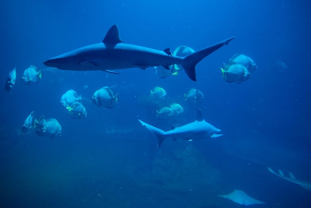 Shart en andere zeevissen in het zeeleven in het aquarium