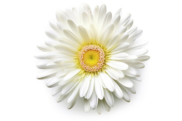 Shasta Daisy Bloem Tropische Tuin Natuur Op Een Witte Achtergrond