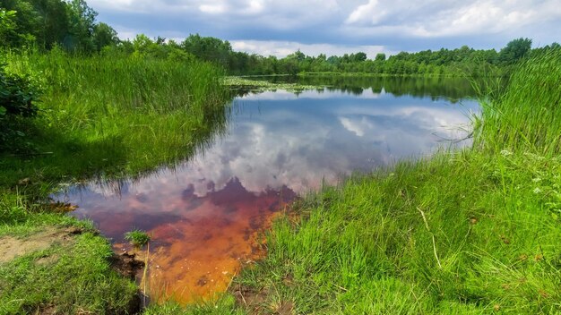 Shatsk Lake with red water and reeds, Ukraine.