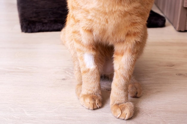 Shaved hair on a cat's paw closeup