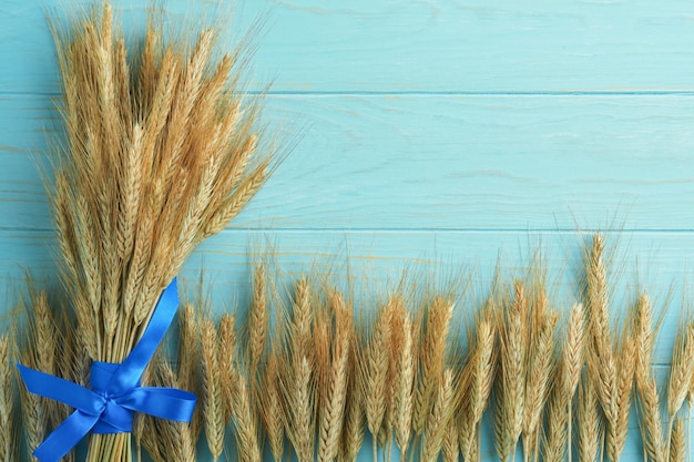 Shavuot jewish holiday celebration Bouquet of golden ripe wheat with blue ribbon White wood board table with field of wheat Background for Shavuot celebration Top view Mock up