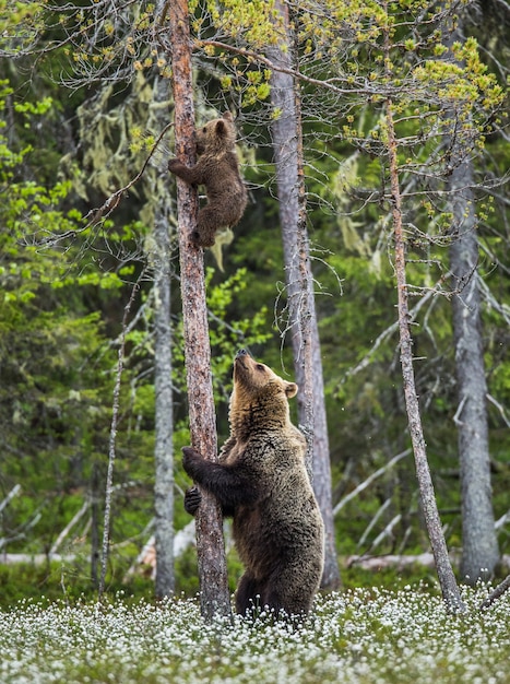 She-bear is standing near a tree, and her cubs are on a tree