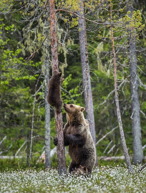 She-bear is standing near a tree and her cubs are on a tree