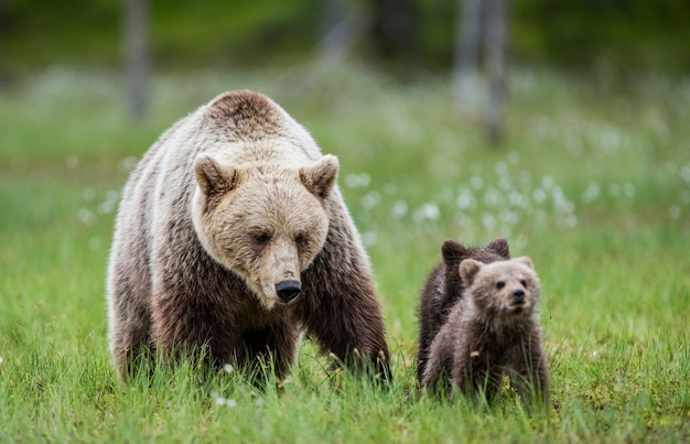 Orsa con un cucciolo in una radura tra i fiori bianchi della foresta