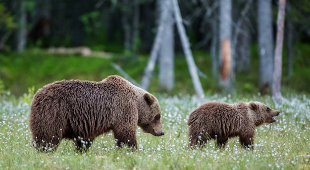 Foto orsa con un cucciolo in una radura tra i fiori bianchi della foresta