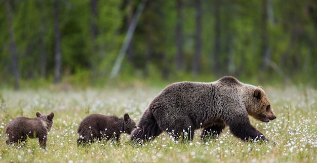 She-bear with a cub in a clearing among the white flowers on the forest