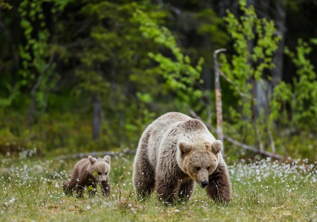 She-bear with a cub in a clearing among the white flowers on the forest