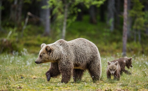 She-bear with a cub in a clearing among the white flowers on the forest