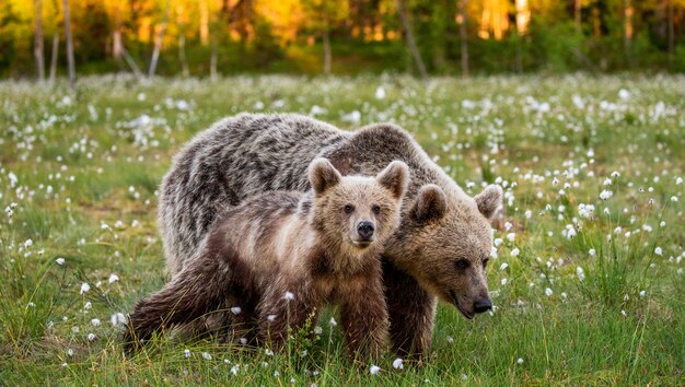 She-bear with cub in a forest glade surrounded by white flowers