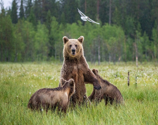 Orsa con cuccioli in una radura della foresta