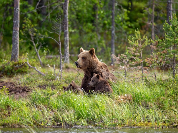 Foto orsa con cuccioli sulla riva di un lago nella foresta