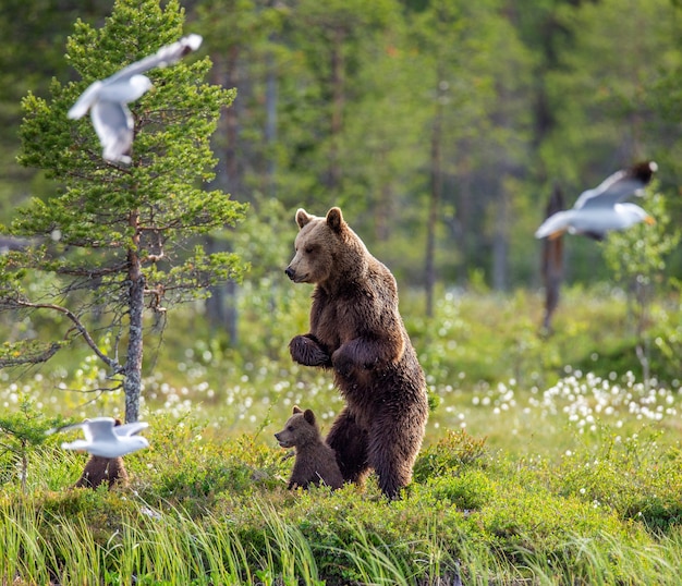 Photo she-bear with cubs on the shore of a forest lake