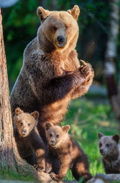 She-bear with three cubs in the forest