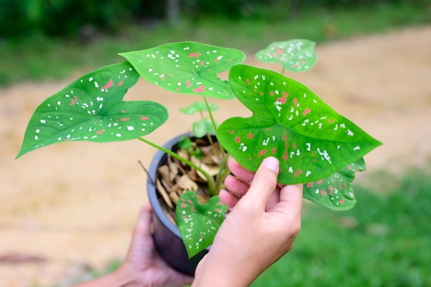 SHe picked up the seedling pot and looked at it. to check the integrity of the leaves and stems before posting them for sale on social media