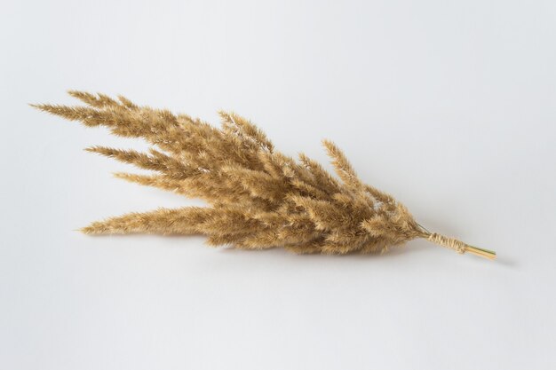 Sheaf of dry wild field plant on white surface