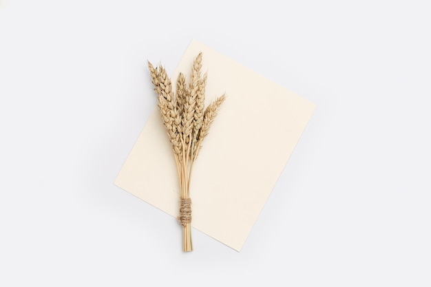 Sheaf of wheat ears close up on light background Natural cereal plant harvest time