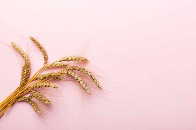 Sheaf of wheat ears close up and seeds on colored background Natural cereal plant harvest time concept Top view flat lay with copy space world wheat crisis