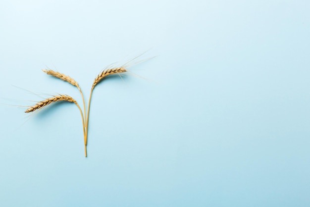 Sheaf of wheat ears close up and seeds on colored background Natural cereal plant harvest time concept Top view flat lay with copy space world wheat crisis