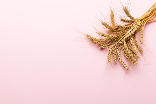 Sheaf of wheat ears close up and seeds on colored background Natural cereal plant harvest time concept Top view flat lay with copy space world wheat crisis