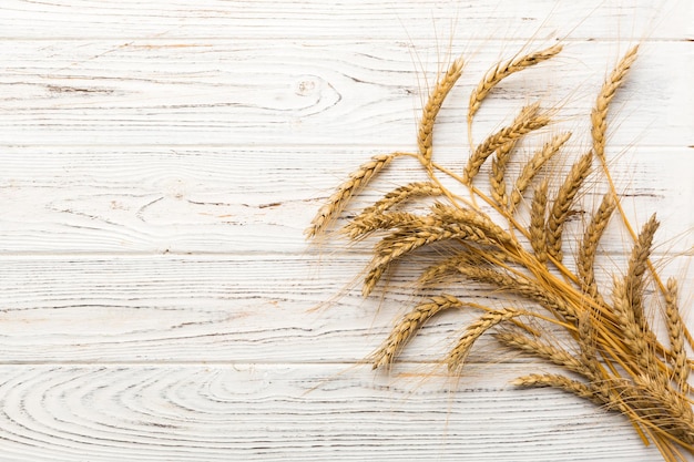 Sheaf of wheat ears close up and seeds on colored background Natural cereal plant harvest time concept Top view flat lay with copy space world wheat crisis