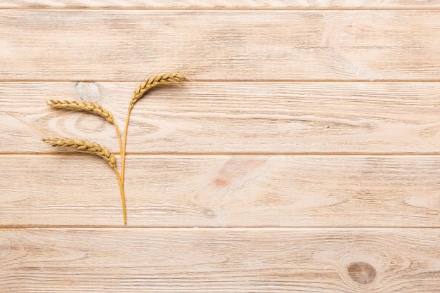 Sheaf of wheat ears close up and seeds on colored background Natural cereal plant harvest time concept Top view flat lay with copy space world wheat crisis